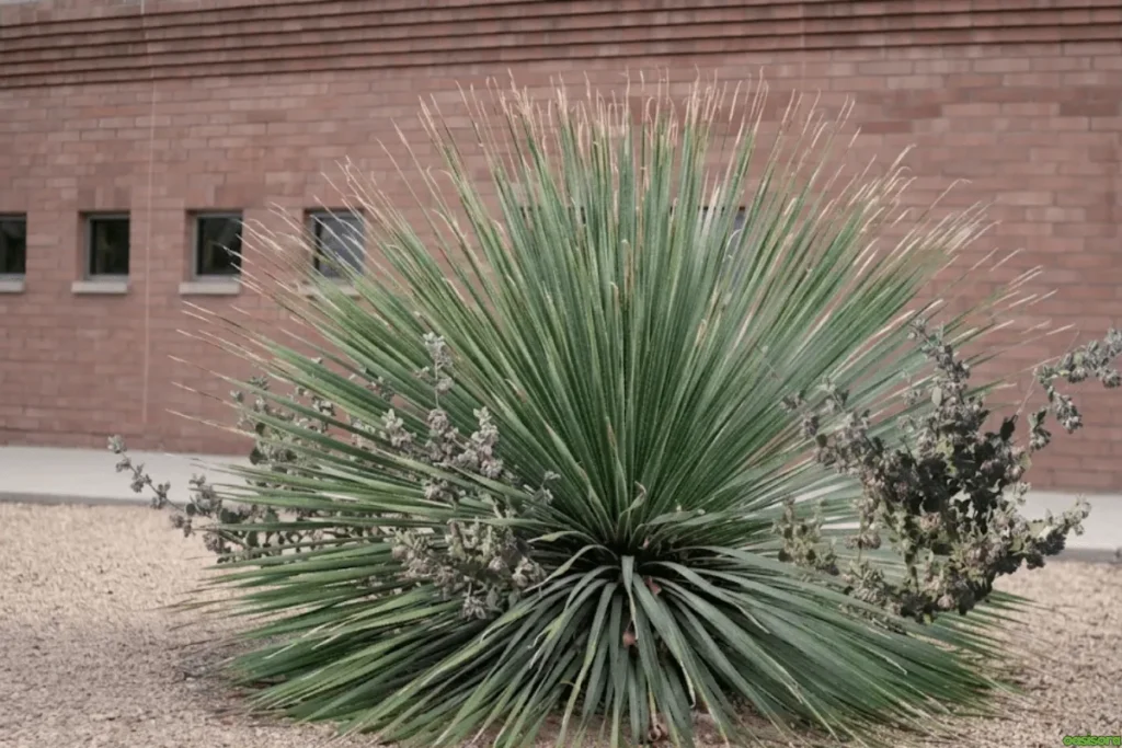 Desert-Lavender