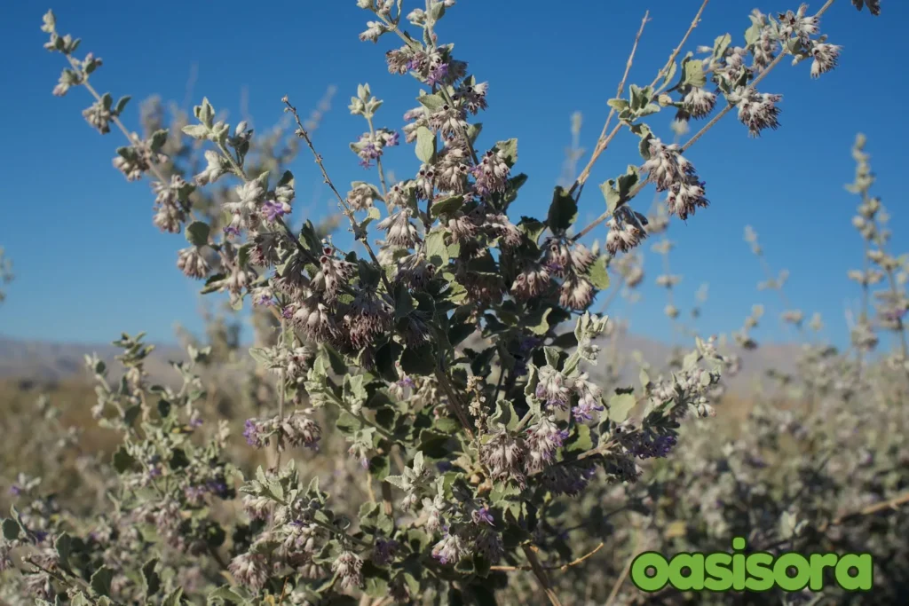 Desert-Lavender.webp
