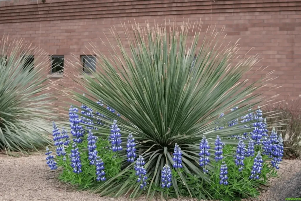 Desert-Lupine