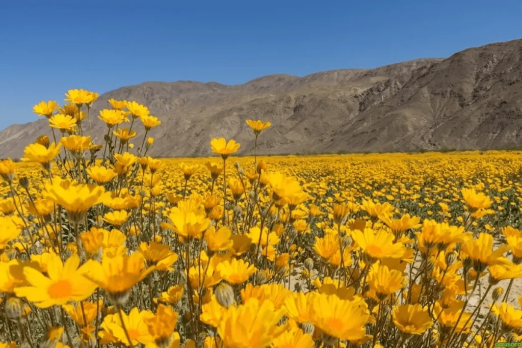 Desert-Marigold