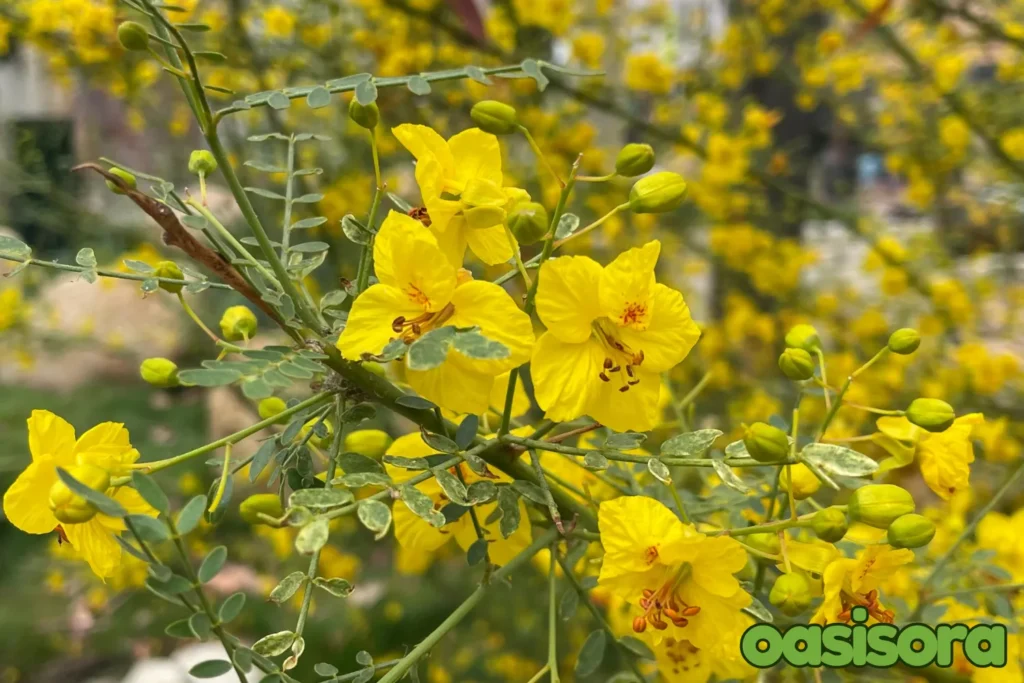 
Desert-Museum-Palo-Verde-Parkinsonia