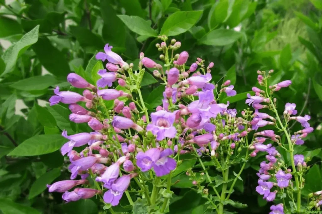 Desert-Penstemon