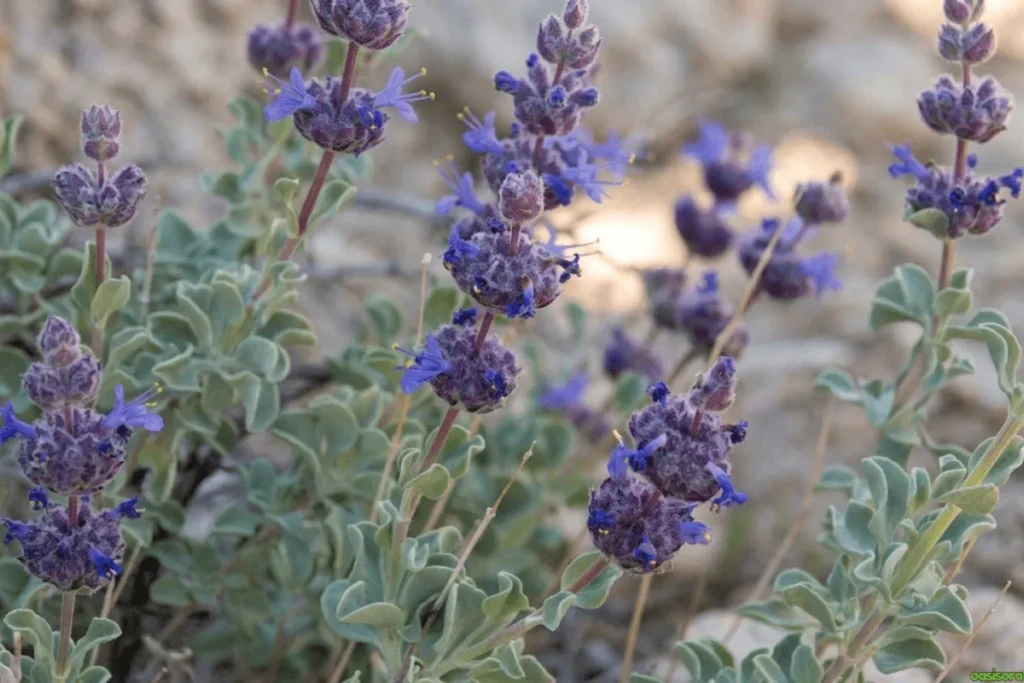 Desert-Sage