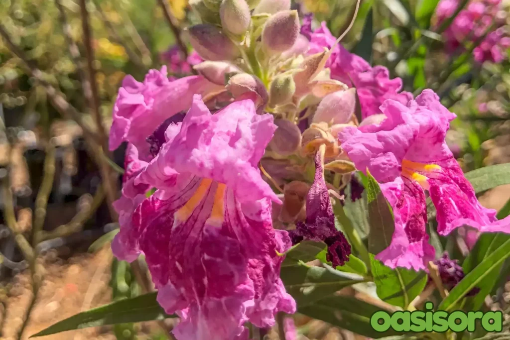 Desert-Willow-Chilopsis-linearis