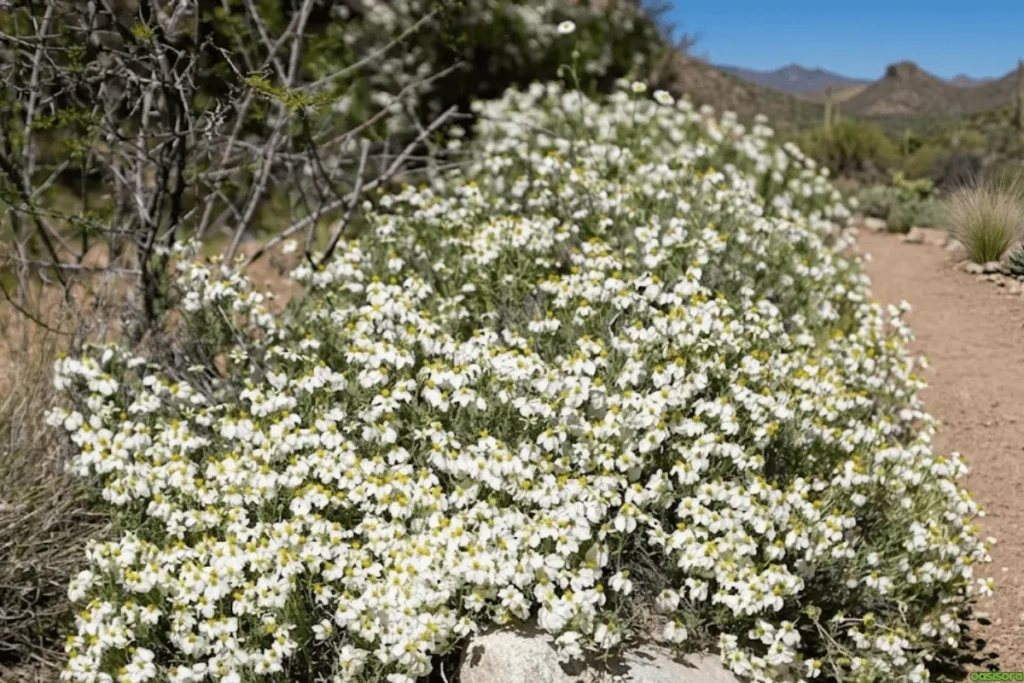 Desert-Zinnia