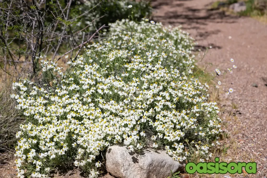 Desert-Zinnia-acerosa.webp
