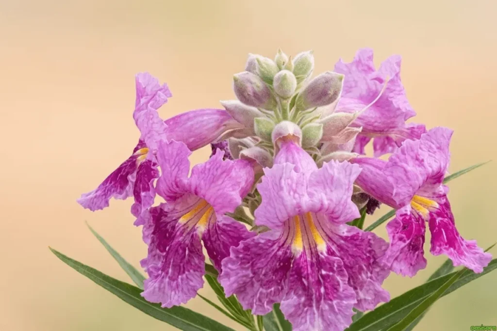 Desert-willow