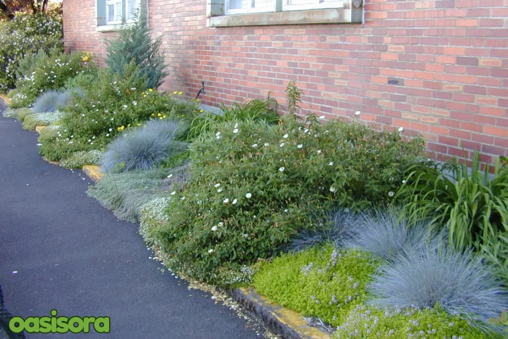 Drought-Tolerant-Native-Plants-for-zen-garden
