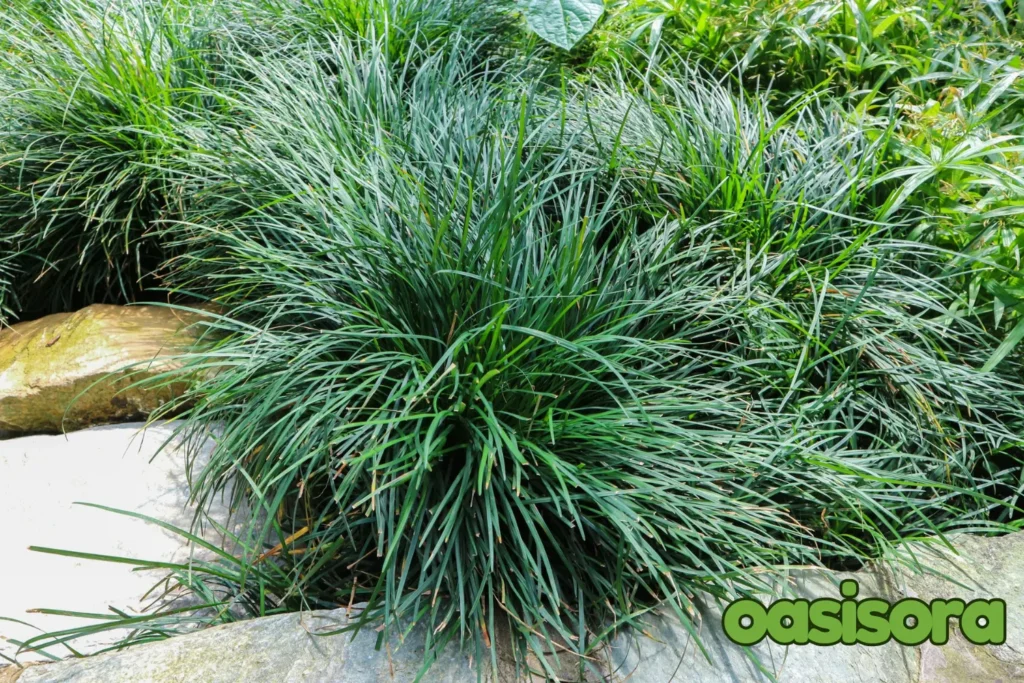 Dwarf-Mondo-Grass-Ophiopogon-japonicus.webp

