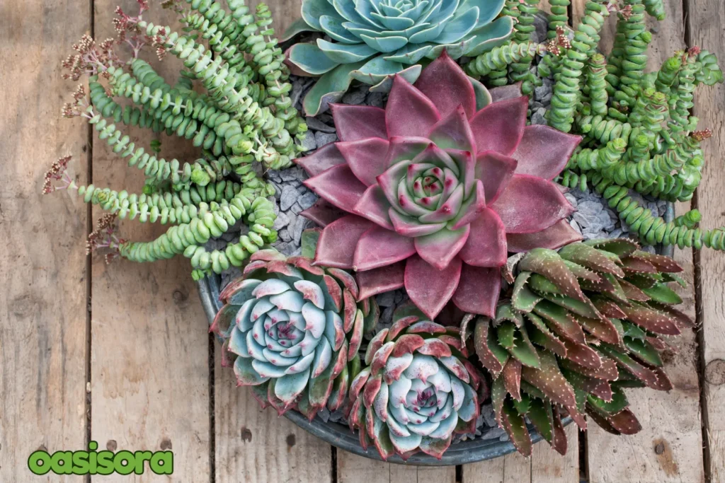 Echeveria-Various-species.webp
