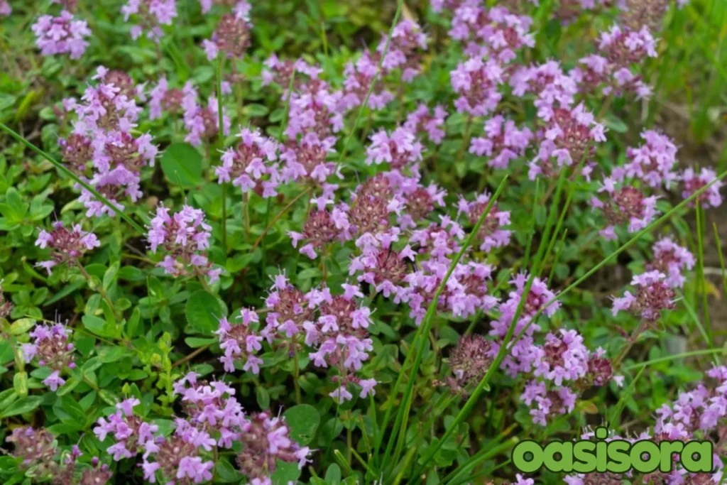 Elfin-Thyme-Thymus-serpyllum