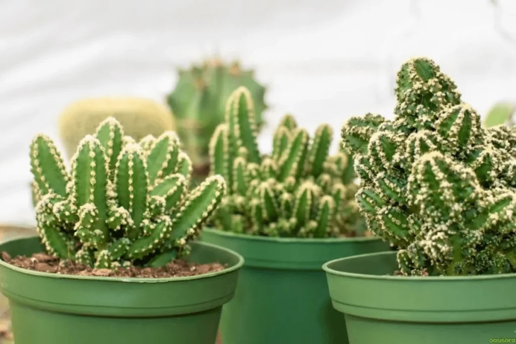 Fairy-Castle-Cactus