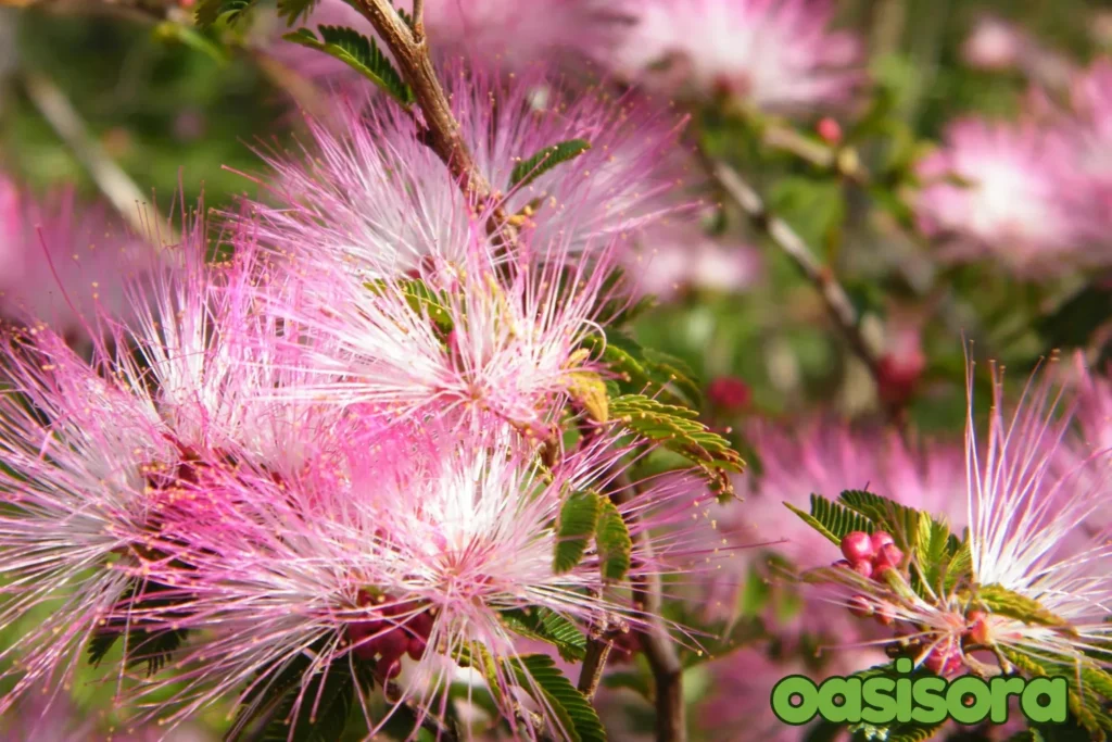 Fairy-Duster-Calliandra-eriophylla.webp
