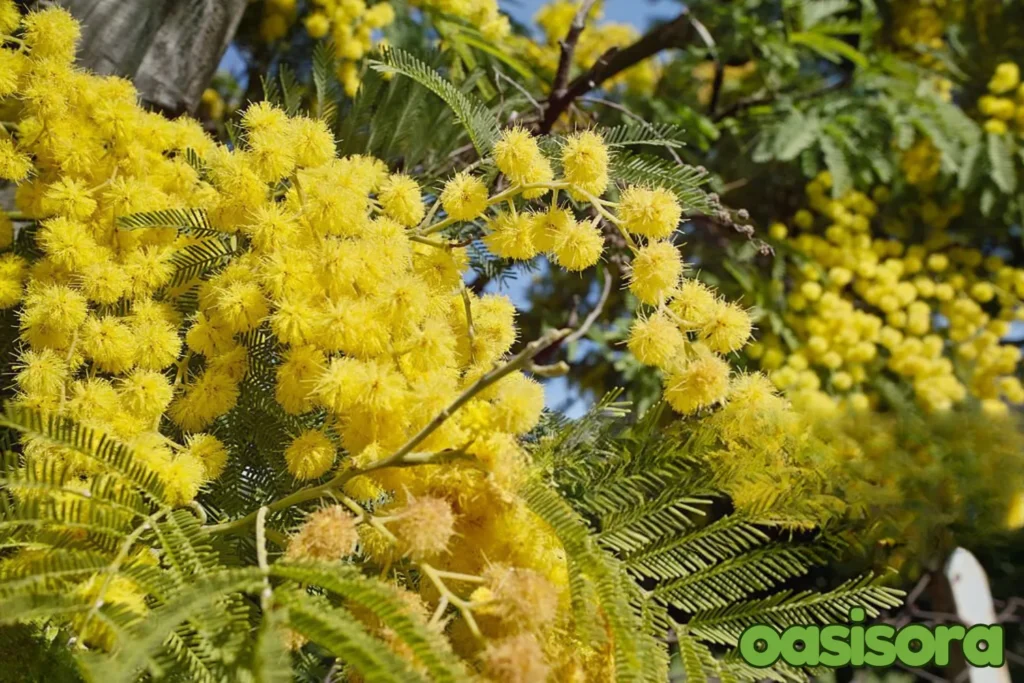 Feather-Bush-Lysiloma-watsoni