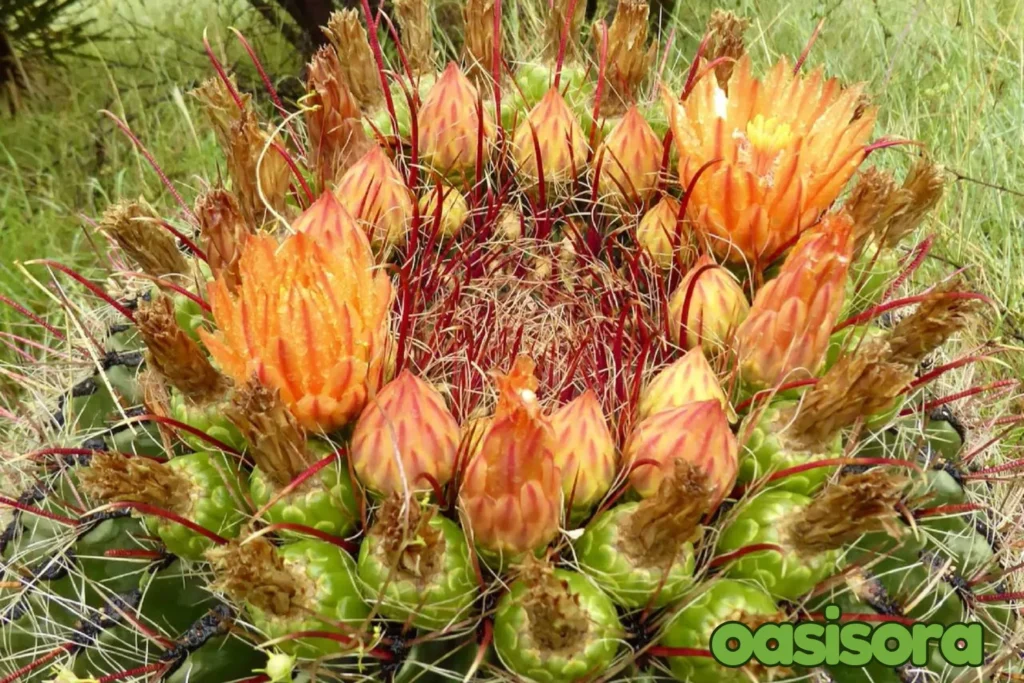 Fishhook-Barrel-Cactus.webp
