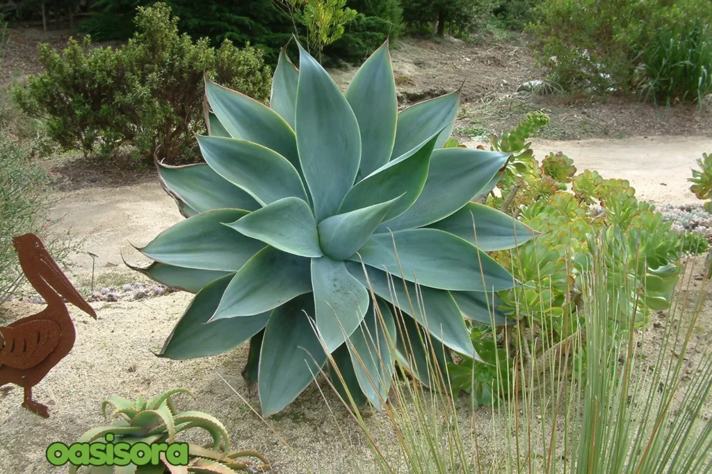 Fox-Tail-Agave.webp
