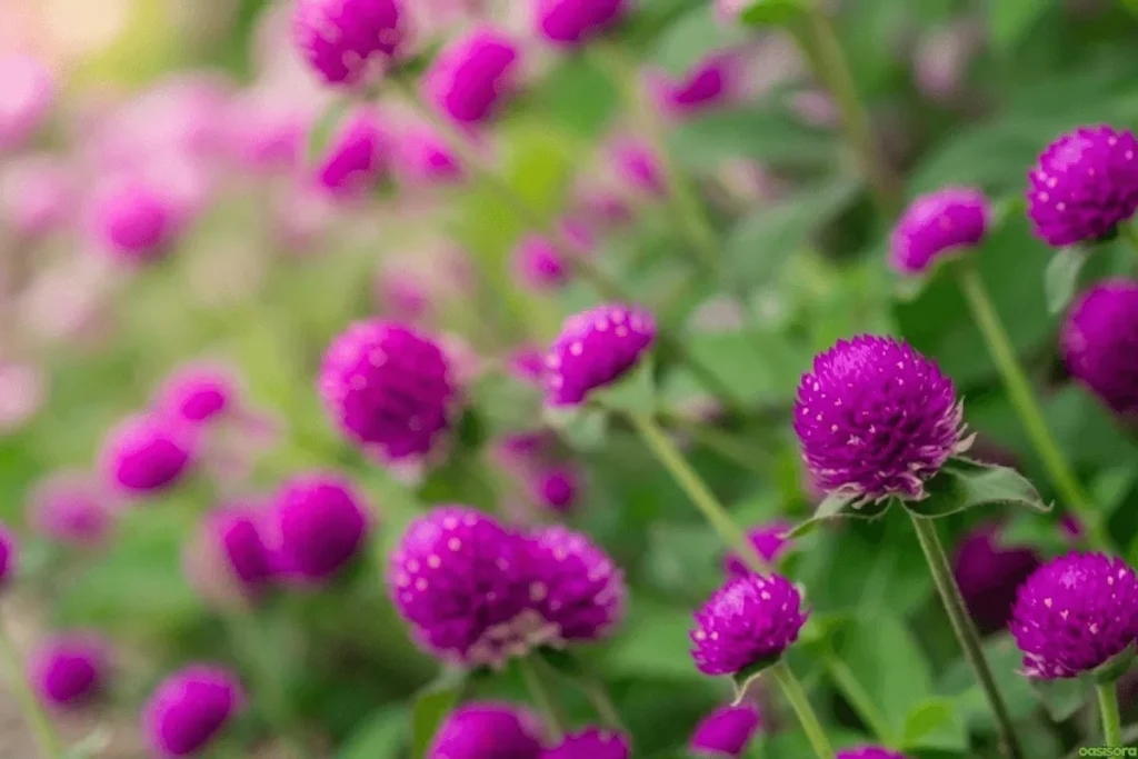 Globe-Amaranth