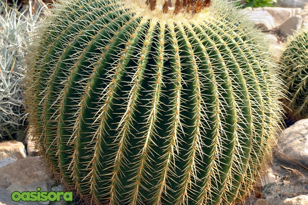 Golden-Barrel-Cactus-Echinocactus-grusoni.webp
