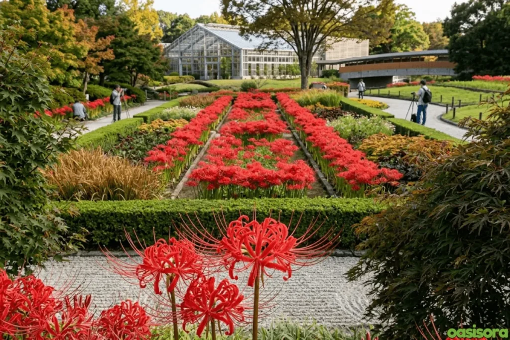 Spider Lily A Symbol of Life and Death: 4 Powerful Meanings 10 Hamamatsu-Flower-Park