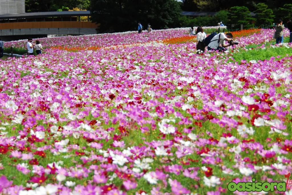 Hamamatsu-Flower-Park-spider-lilies-area