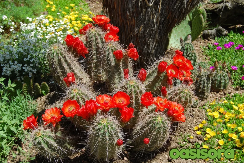 Hedgehog-Cactus.webp
