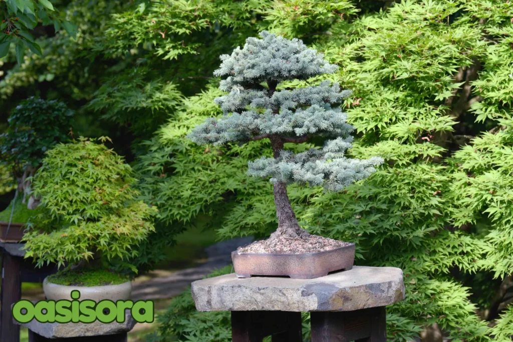 Himalyan-pine-and-Bonsai.webp
