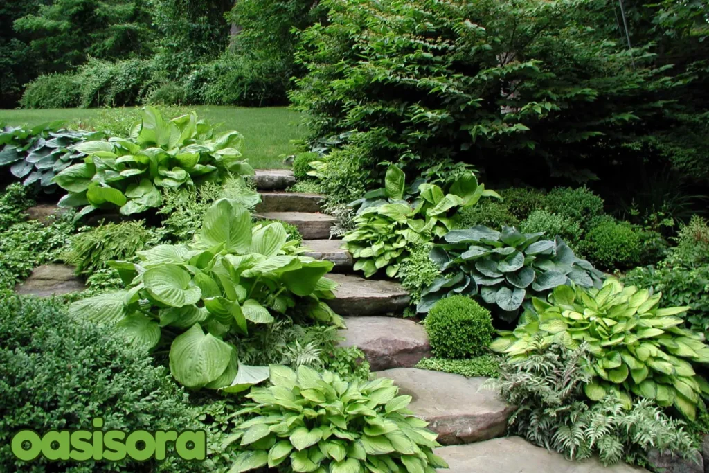 Hosta-Plants-zen-garden