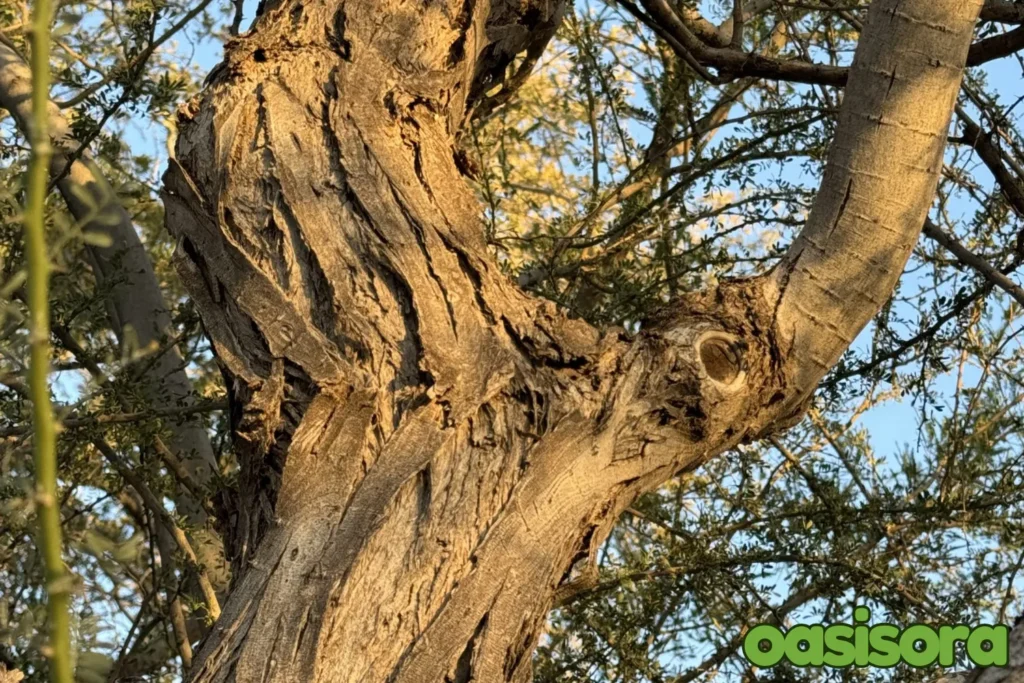 Ironwood-Tree-Olneya-tesota