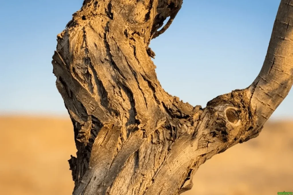 Ironwood-tree