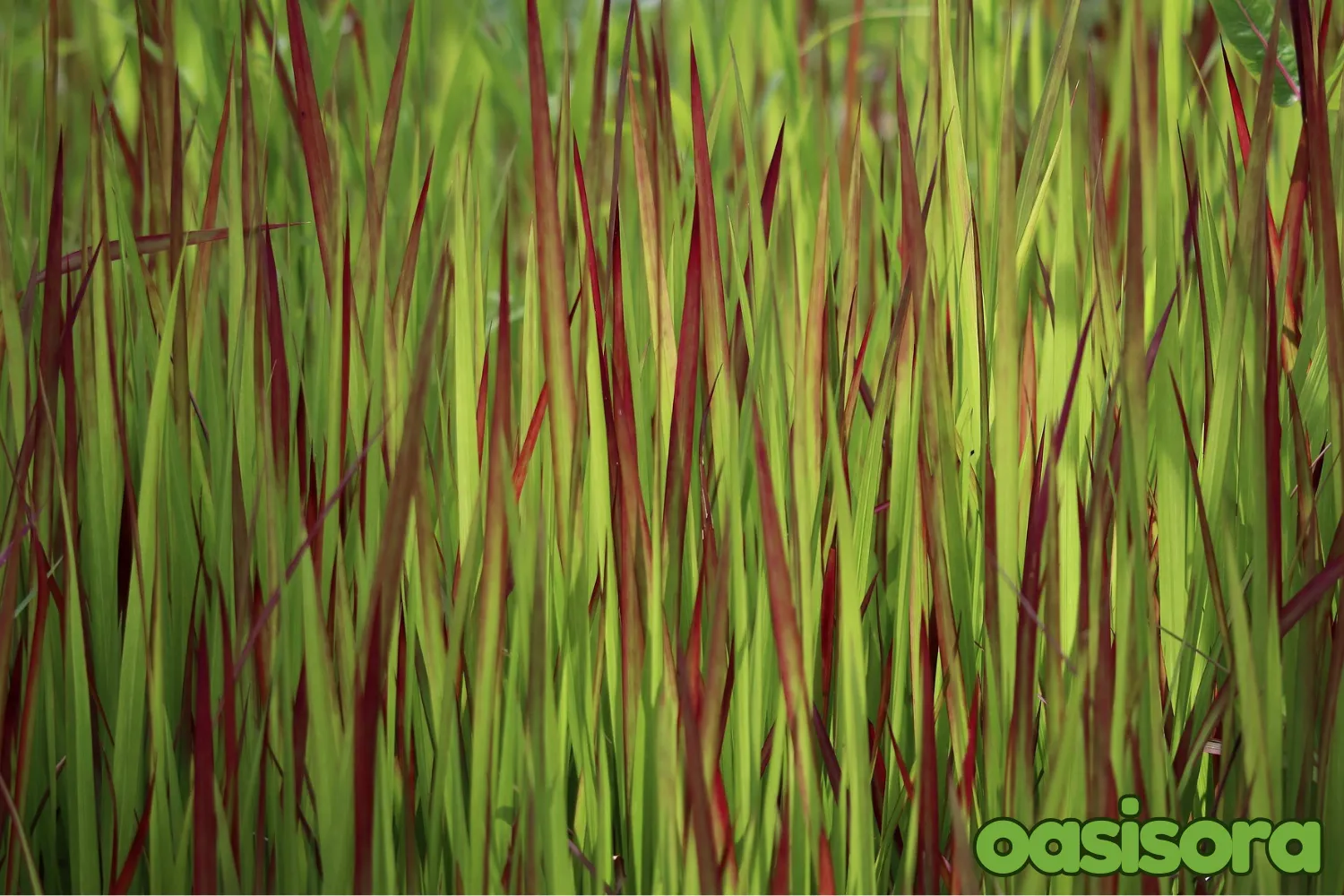 Japanese-Blood-Grass