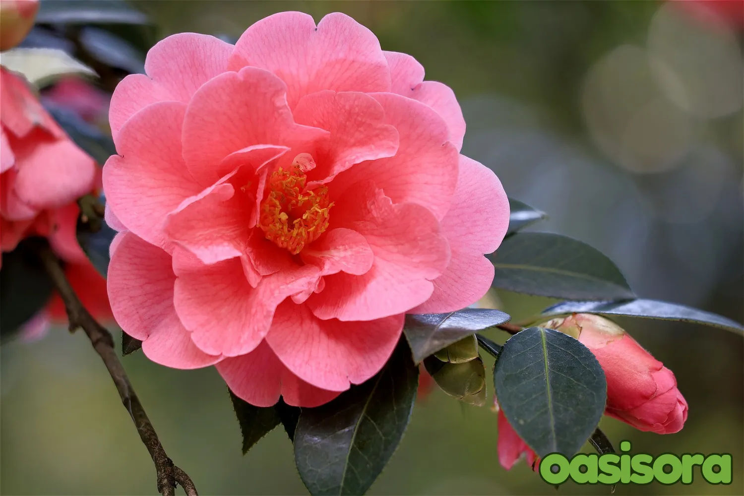 Japanese-Camellia