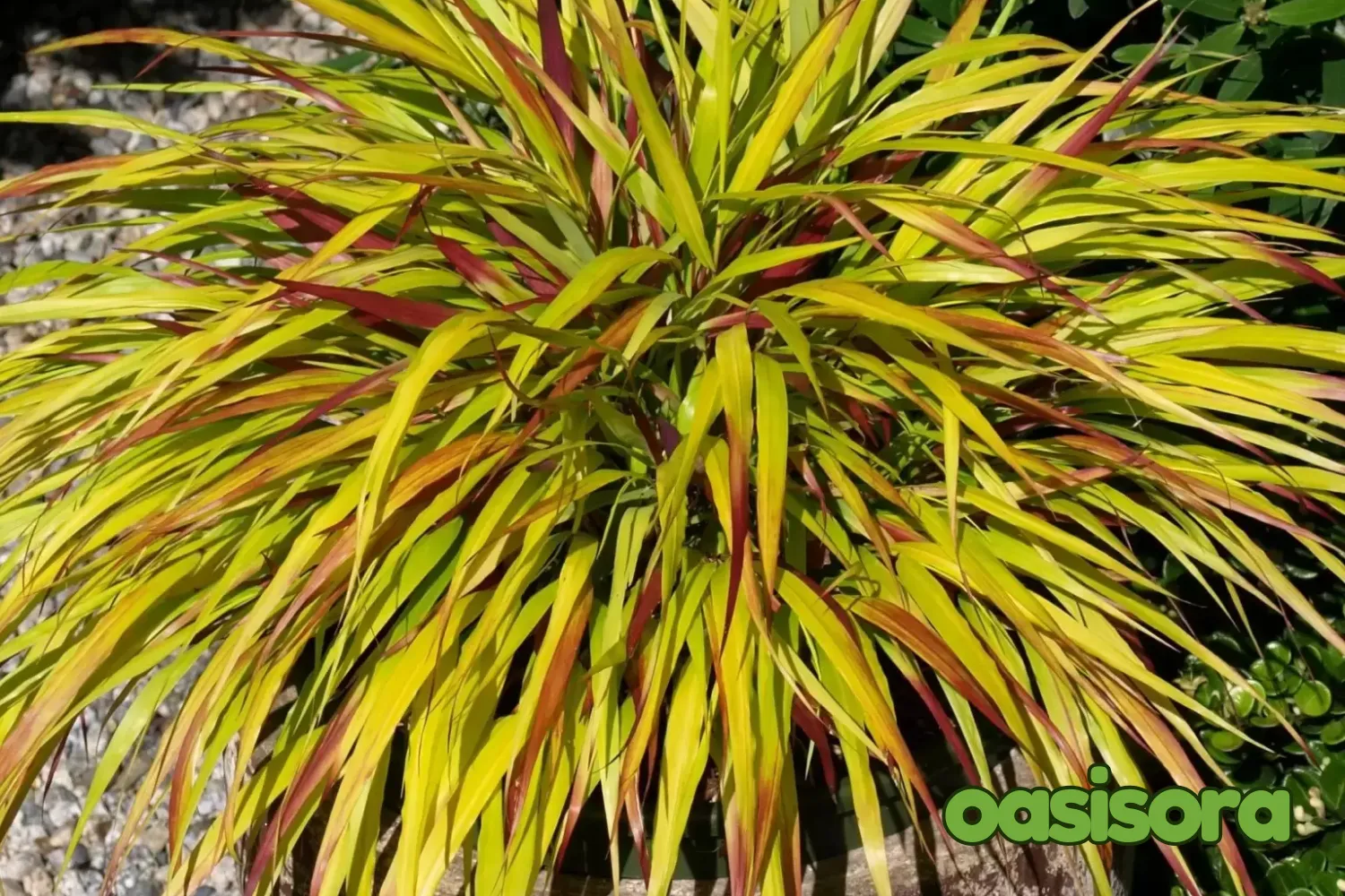 Japanese-Forest-Grass