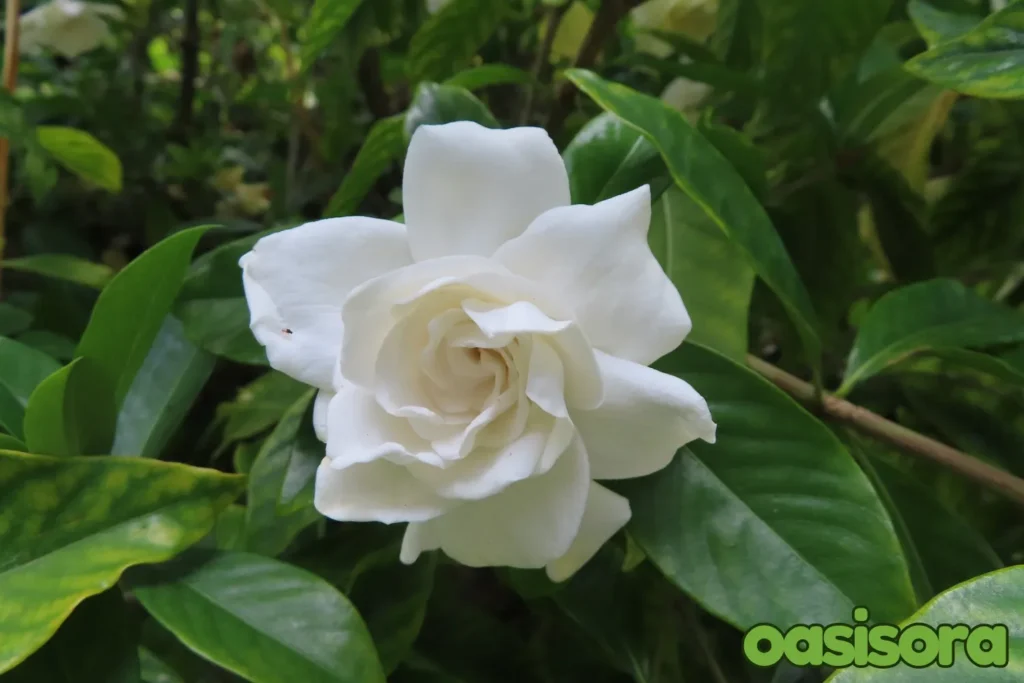 Japanese-Gardenia