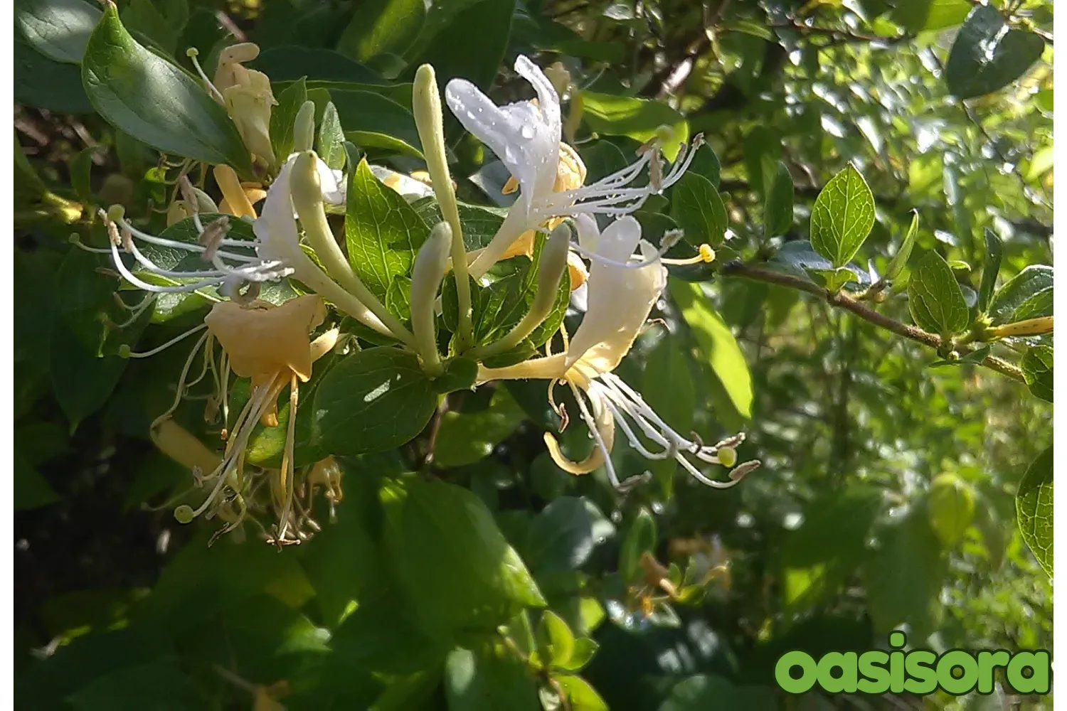 Japanese-Honeysuckle