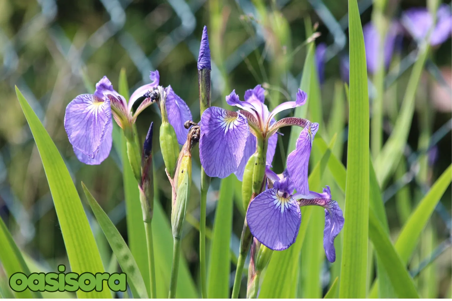 Japanese-Iris