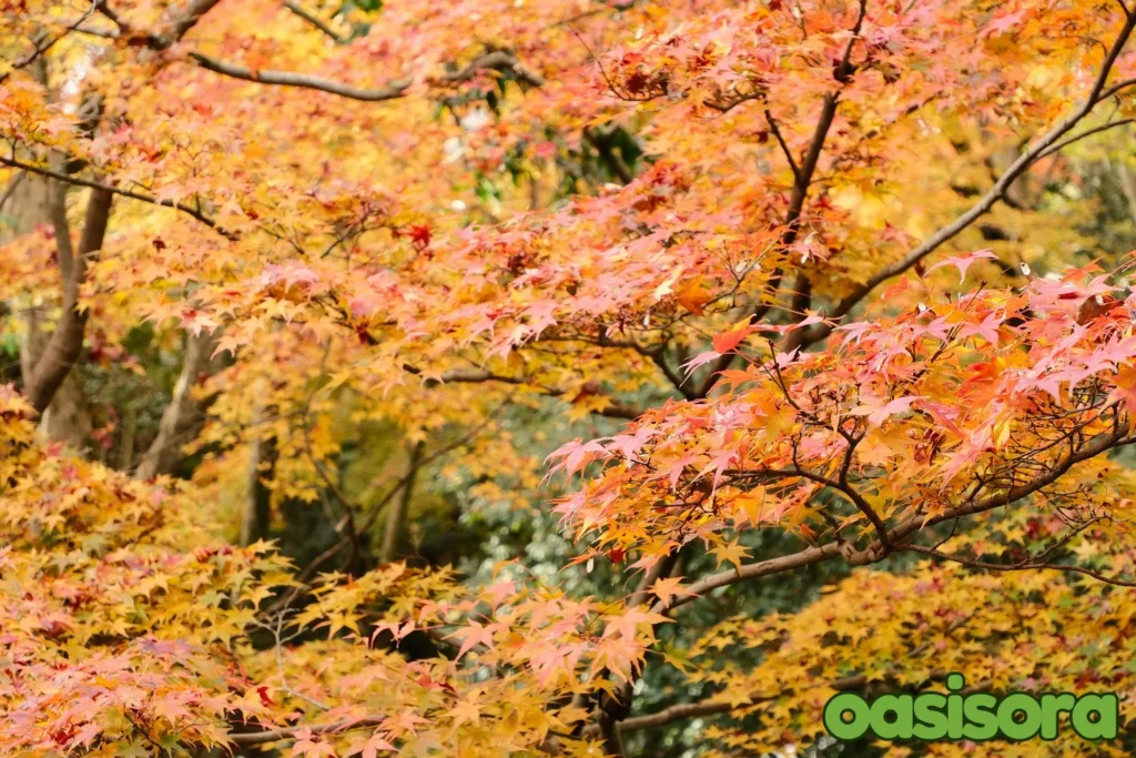 Japanese-Maple