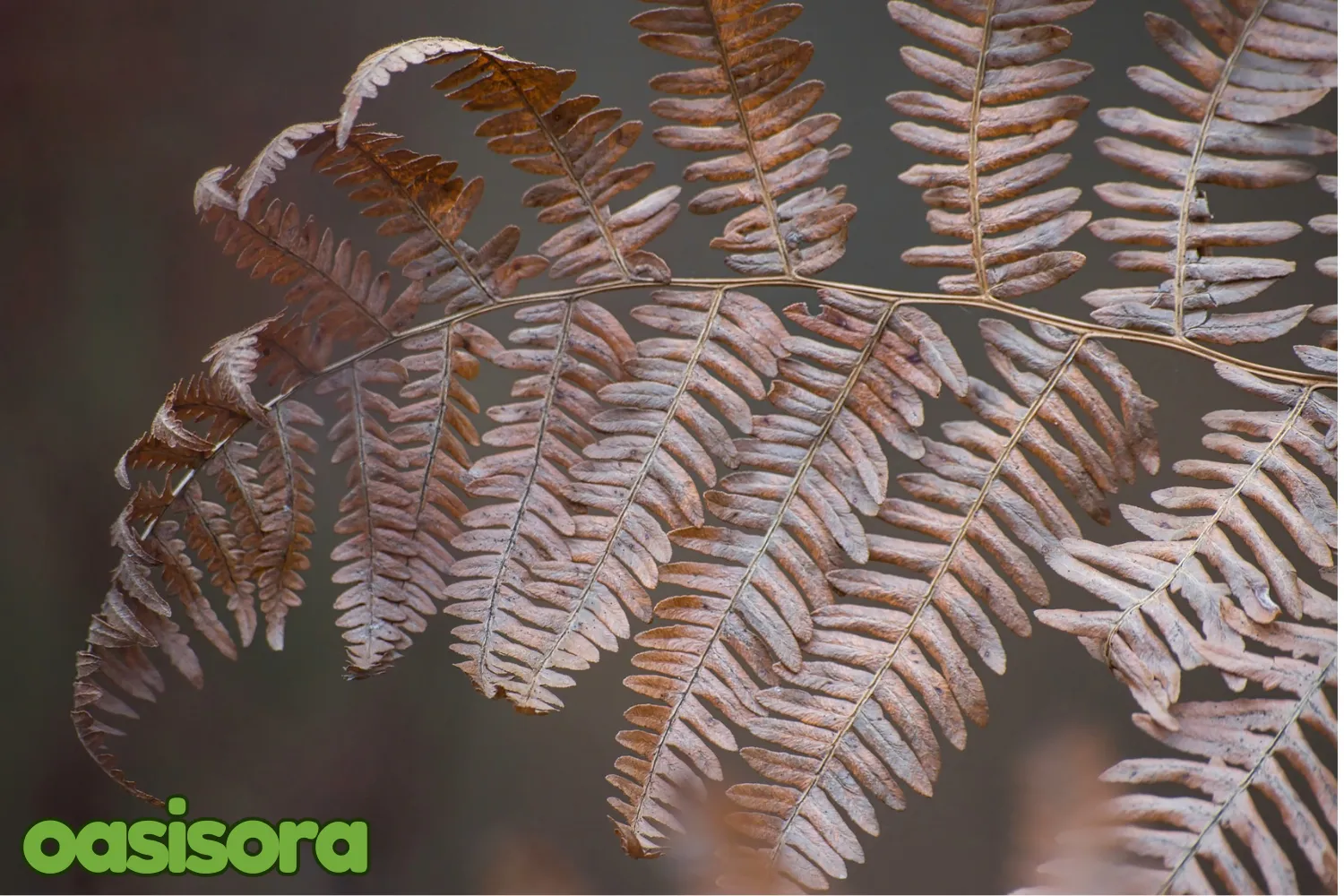 Japanese-Painted-Fern