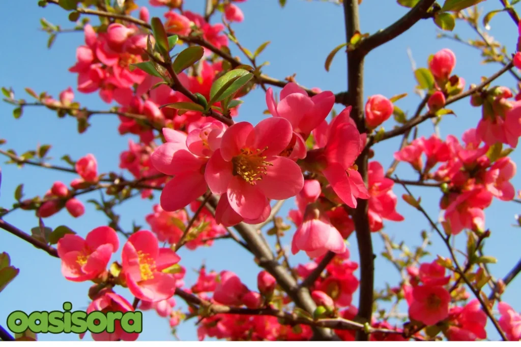 Japanese-Quince