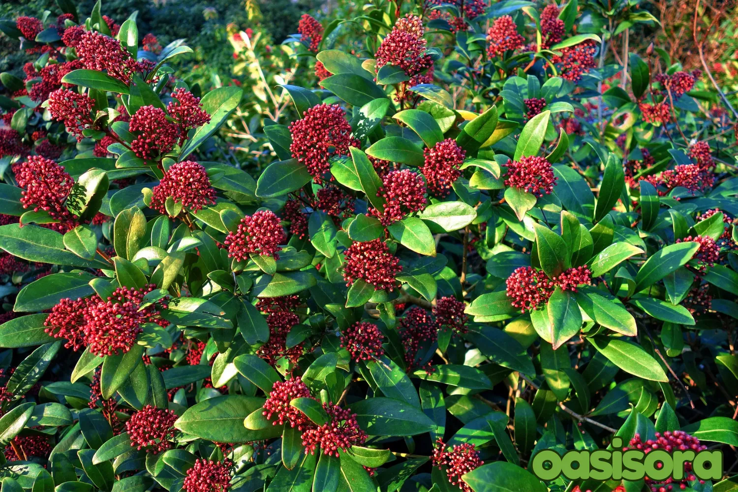 Japanese-Skimmia