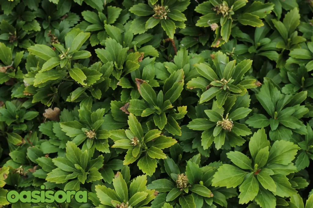 Japanese-Spurge