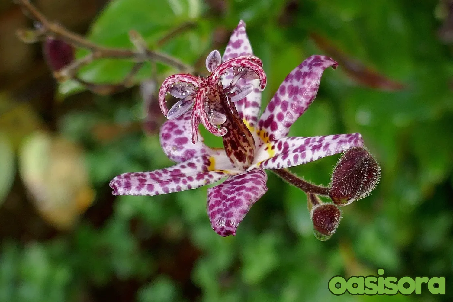 Japanese-Toad-Lily