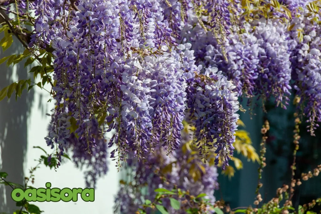 Japanese-Wisteria