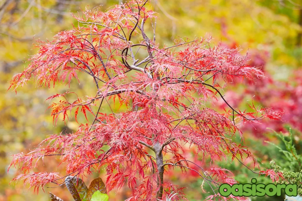 Japanese-maple.webp
