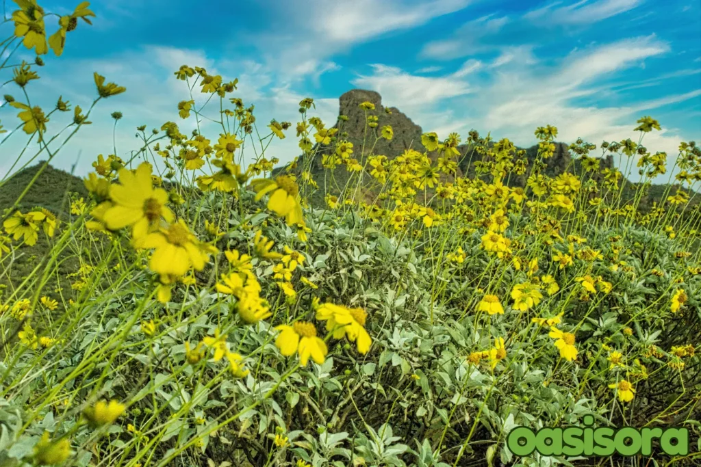 
Jojoba-Simmondsia-chinensis