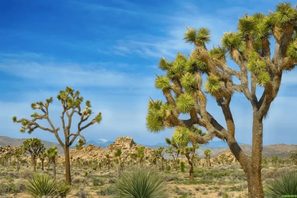 Joshua-Tree