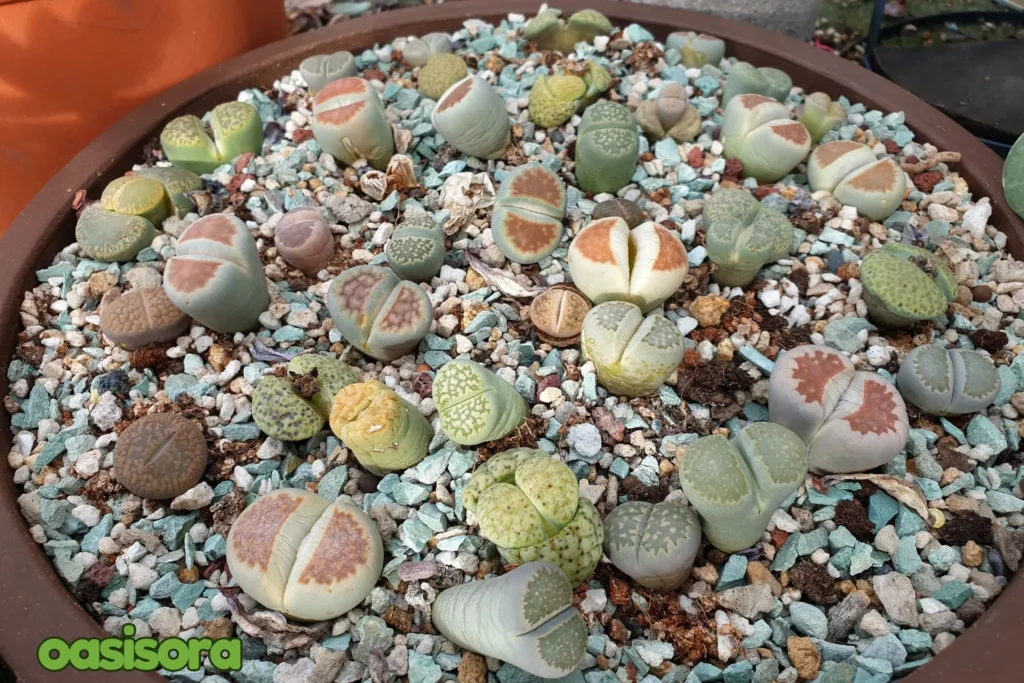 Lithops-Living-Stones.webp
