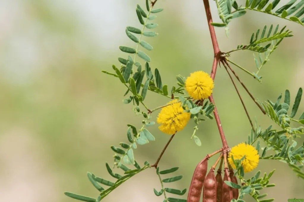 Mesquite-Tree