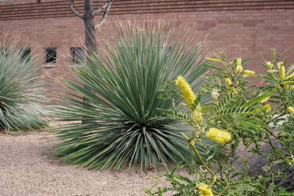 Mesquite-Tree