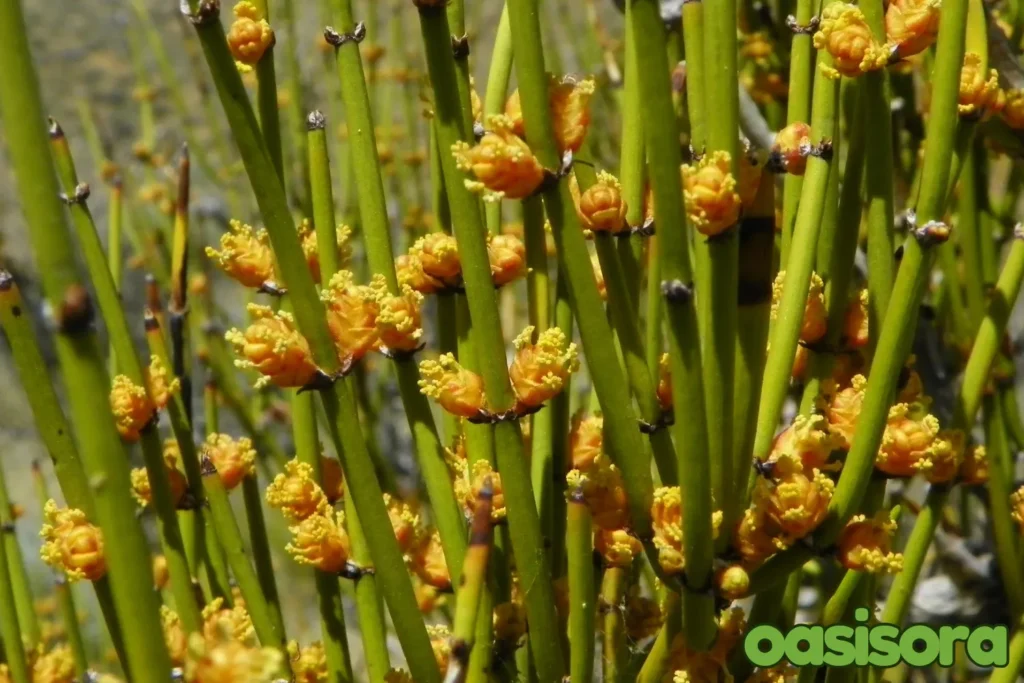 
Mormon-Tea-Ephedra-spp