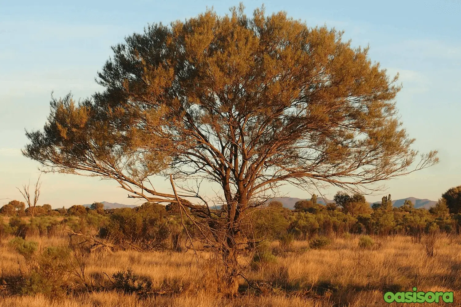 Mulga-Acacia